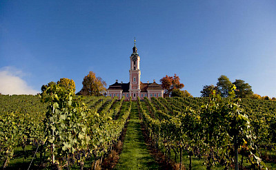 Vineyards around Lake Constance. © TO