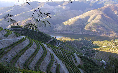 Vineyard terraces on the Douro Valley in Portugal. CC:BernardBill5