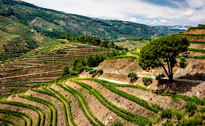 Terraced vineyards in the Douro River Valley in Portugal. Flickr:matseye