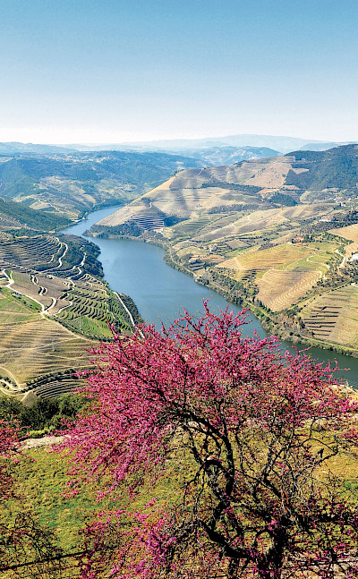 Terraced vineyards on the Douro River E-Bike & Boat Tour. © TO