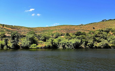 Vineyards in Pinhão, Portugal. Unsplash@Antonio Sessa
