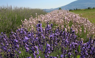Lavender growing outside Assisi, Italy. Unsplash@Enrica Tancioni
