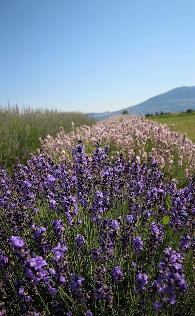 Lavender growing outside Assisi, Italy. Unsplash@Enrica Tancioni