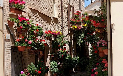 Pink flowers in Spello, Umbria walking tour, Italy. Unsplash@Csilla Monica Slezsak