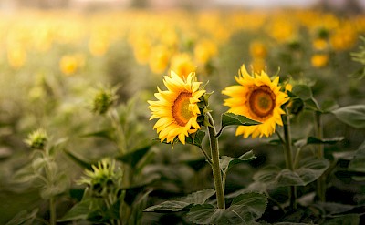 Sunflowers growing in Assisi, Italy. Unsplash@Lachlan Gowen
