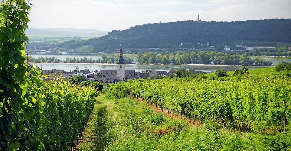 Vineyards along the Rhine River in Rüdesheim, Germany. Flickr:Andrew Gustar