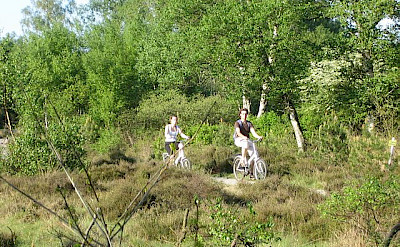 Cycling in De Hoge Veluwe Natinal Park