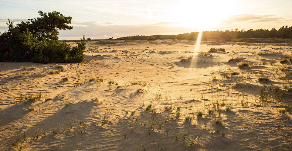 De Hoge Veluwe National Park near Arnhem. Photo by Martijn Baudoin on Unsplash.