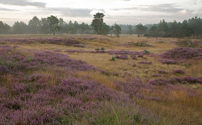 Moorlands, sand dunes, woods and heather make up De Hoge Veluwe National Park.