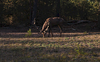 Wildlife in De Hoge Veluwe National Park. Photo by Orlando Jousset on Unsplash.