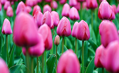 Tulip fields in Holland in Springtime! Flickr:kaybee07