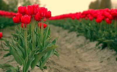 Fresh tulips! Flickr:Emergency Brake