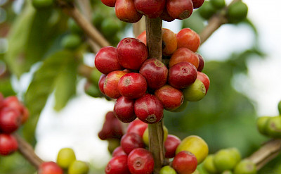 Coffee beans in Colombia, of course. Flickrd:McKay Savage