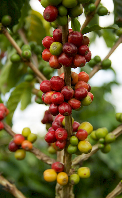Coffee beans in Colombia, of course. Flickrd:McKay Savage