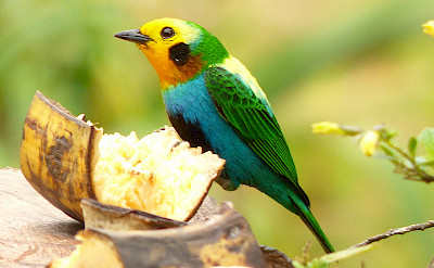 Multi-colored Tanager in Colombia. CC:mateo.gable
