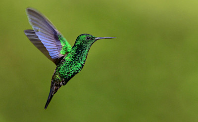 Steely-vented Hummingbird in Colombia. Flickr:Alejandro Bayer Tamayo