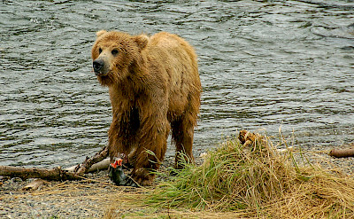 Brown bears in Alaska. Flickr:Terry Ott