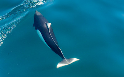 Dall's porpoises are the largest porpoises.