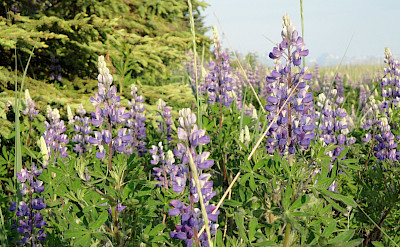 Wildflowers in Kenai, Alaska. Flickr:Amy Meredith