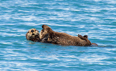 Sea otter in Kenai, Alaska.