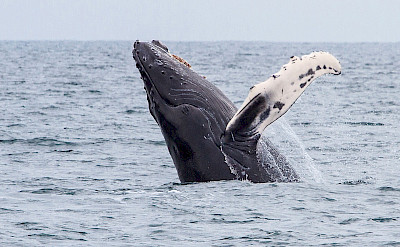 Whales in Alaska.