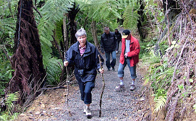 Walking on the Marlborough Sounds Hike & Cruise Tour in New Zealand. 