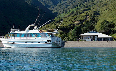 Affinity at Durville Island | New Zealand Hike & Cruise