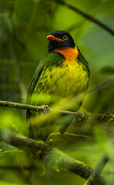 Orange-breasted Fruiteater in Colombia. Flickr:Francesco Veronesi