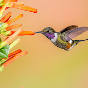 Birding in Colombia’s Coffee Region & Cali - Purple-throated Woodstar, an endemic bird in Colombia. Flickr:Andy Morffew