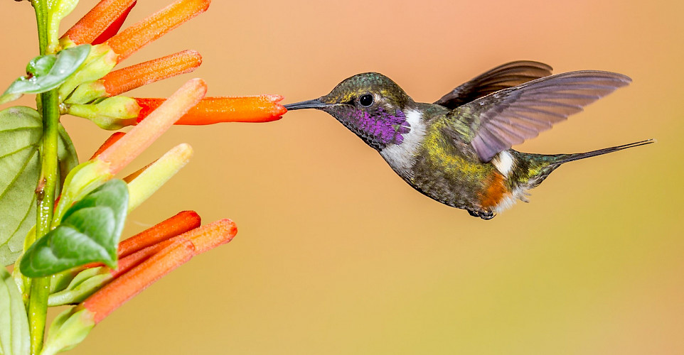 Purple-throated Woodstar, an endemic bird in Colombia. Flickr:Andy Morffew