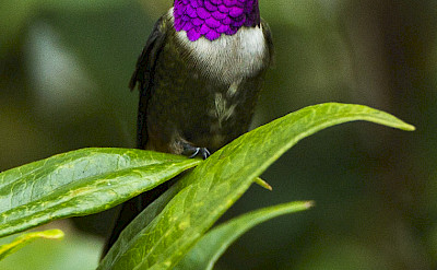 Purple-throated Woodstar (very small hummingbird) in Colombia. Flickr:Francesco Veronesi