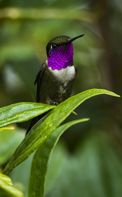 Purple-throated Woodstar (very small hummingbird) in Colombia. Flickr:Francesco Veronesi