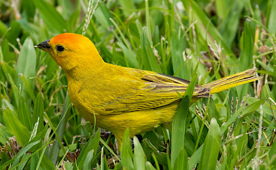 Saffron Finch in Colombia. Flickr:Guy Courtemanche