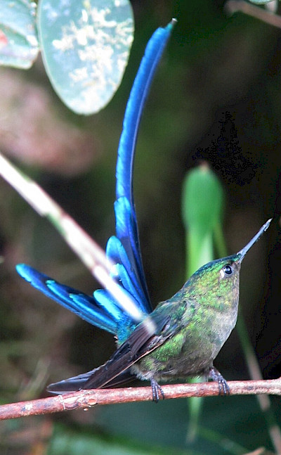 Violet-tailed Sylph in Chocó, Colombia. Flickr:Felix Uribe