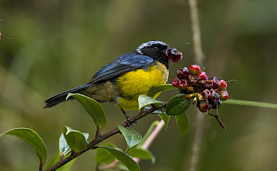 Buff-breasted Mountain Tanager in Colombia. Flickr:Francesco Veronesi