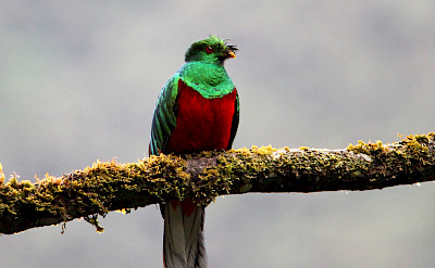 Crested Quetzal in Colombia. Flickr:vil.sandi