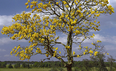 Flowering tree in Valledupar, Colombia. CC:Jose Reynaldo da Fonseca
