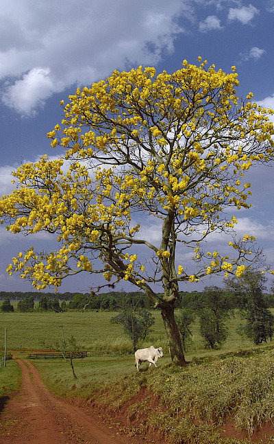 Flowering tree in Valledupar, Colombia. CC:Jose Reynaldo da Fonseca