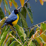 Birding on Colombia’s Caribbean Coast - Hooded Mountain-Tanager in Colombia. Flickr:Joao Quental