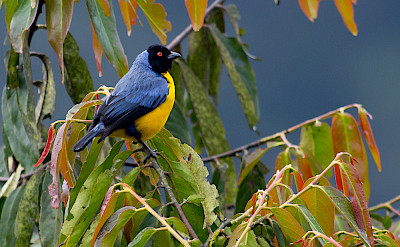 Hooded Mountain-Tanager in Colombia. Flickr:Joao Quental