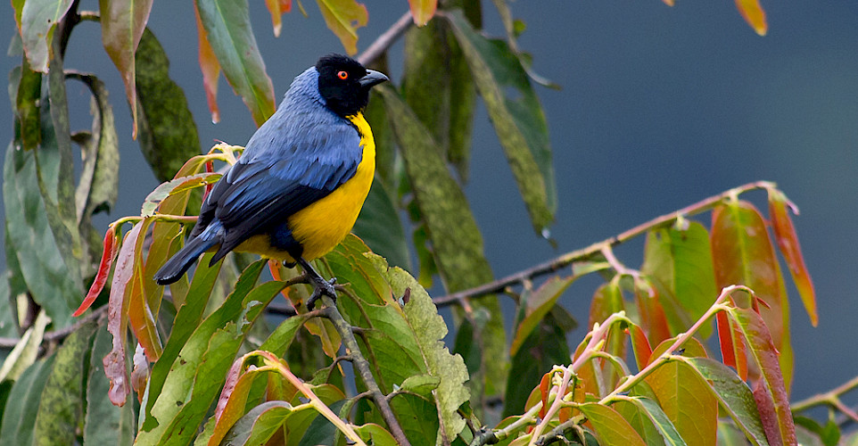 Hooded Mountain-Tanager in Colombia. Flickr:Joao Quental