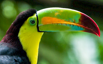 Keel-billed Toucan in Colombia. Flickr:Steven dosRemedios