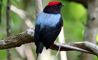 Lance-tailed Manakin in Colombia. Flickr:Greg Kanies