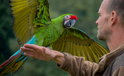 Military Macaw in Colombia. Flickr:Susanne Nilsson