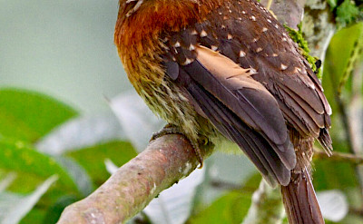 Moustached Puffbird in Colombia. Flickr:Alejandro Bayer Tamayo