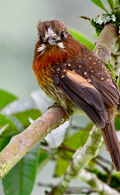 Moustached Puffbird in Colombia. Flickr:Alejandro Bayer Tamayo