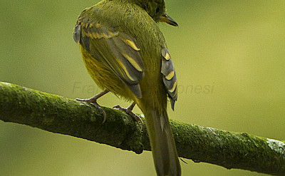 Ochre-bellied Flycatcher in Colombia. Flickr:Francesco Veronesi