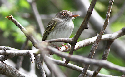 Pearly-vented Tody-Tyrant in Colombia. Flickr:Ron Knight