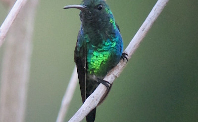 Shining-green hummingbird in Colombia. Flickr:Felix Uribe