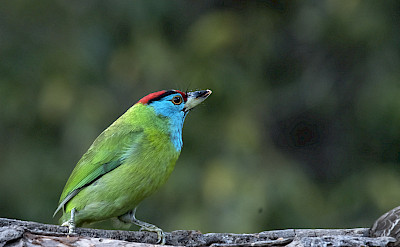 Blue-throated Barbet in India. Flickr:KoshyKoshy